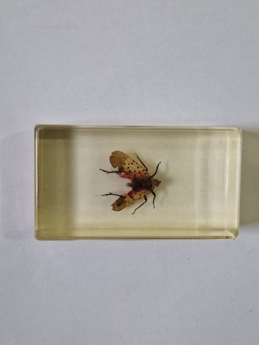 Coleção Bichos Salvat