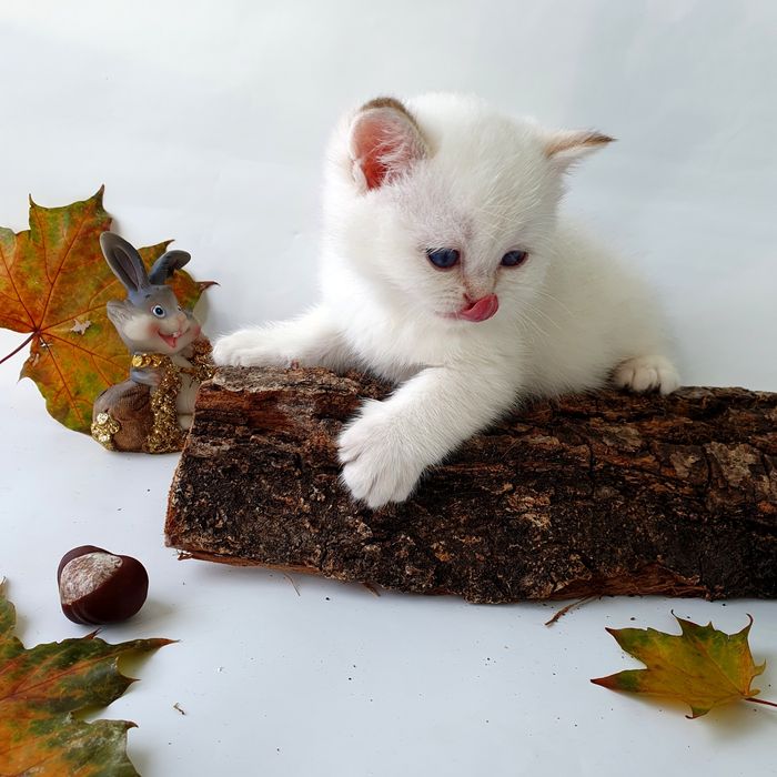 Британские котята, клубные котики, кошечки. Есть разные окрасы г. Киев