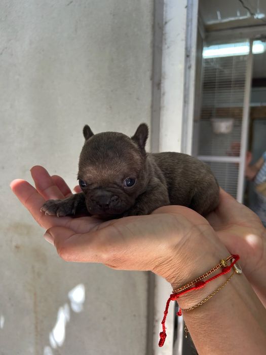 bulldog francês blue Brindle