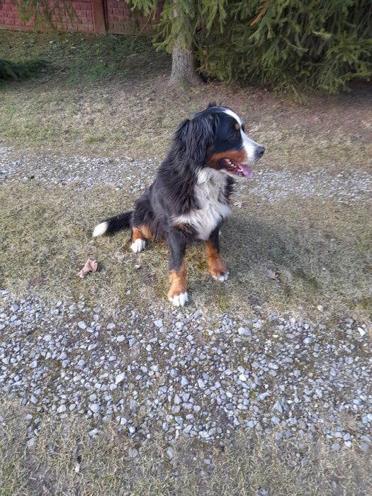 Piękna Suka Berneńska