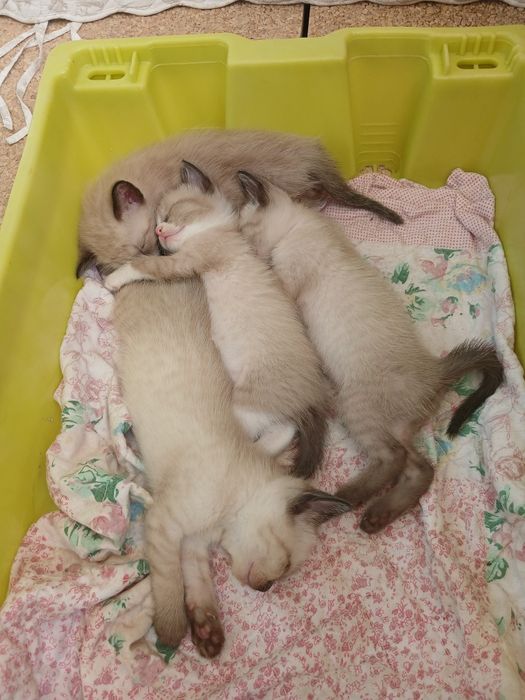 Dou 1 gatinho e 3 gatinhas siameses com 1 mês e meio