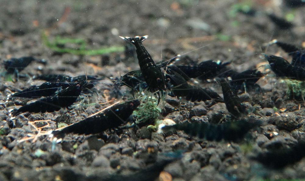 Krewetki Caridina Mix Kolorów Piękne ZAMIANA GRATIS Ekipa Sprzątająca