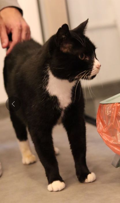 Harry, czy kocurek 8 lat ma szansę na dom?