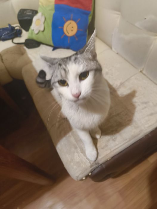 Кішка відам в хороші руки