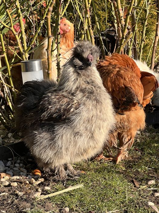 Silki , kury ozdobne ( koguty )