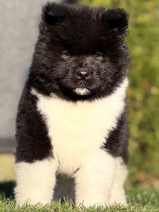 Akita amerykańska - piesek gotowy do odbioru