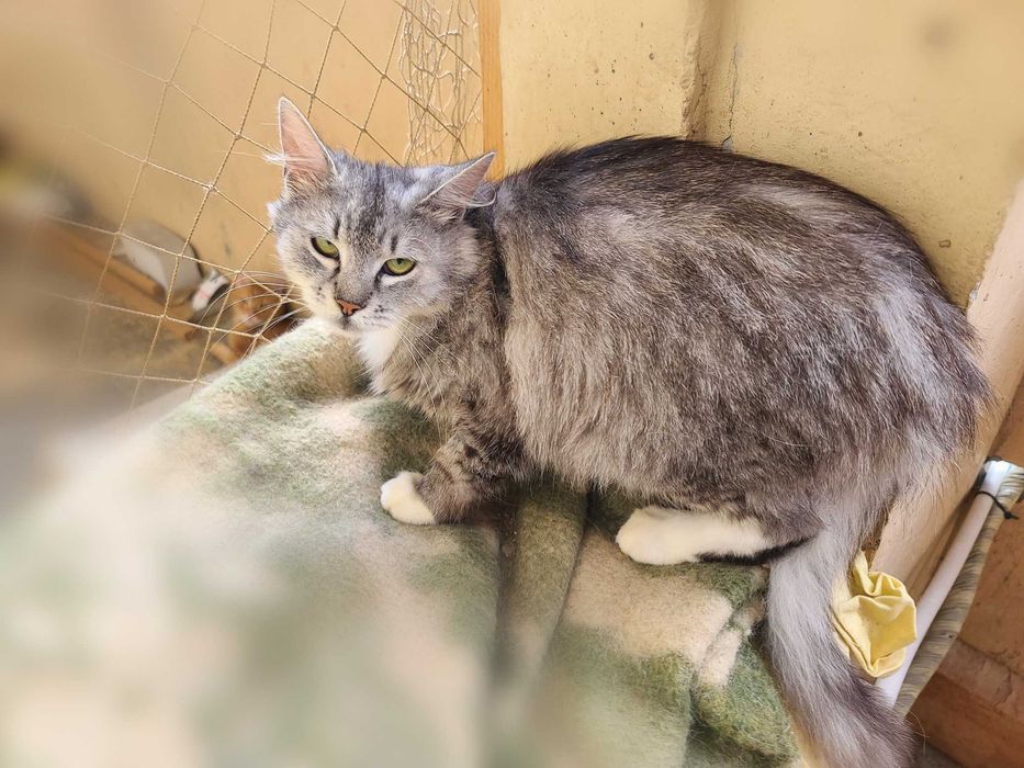 Бася — кошка для тихого, доброго дома (2,5 года)