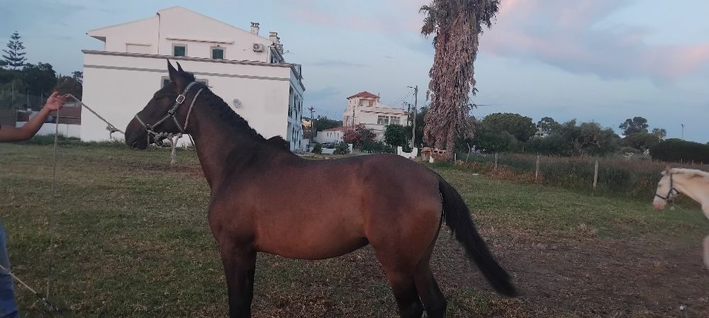 Poldra com 3 anos