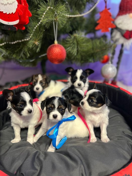 Маленькі розумашки щенята Папійон