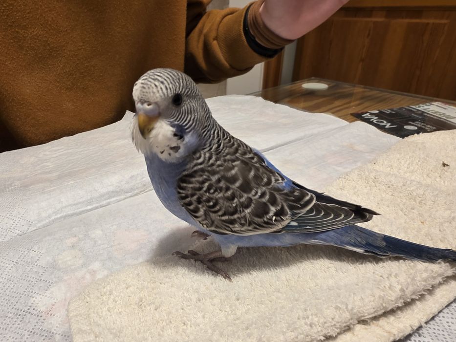 Papuga falista młoda