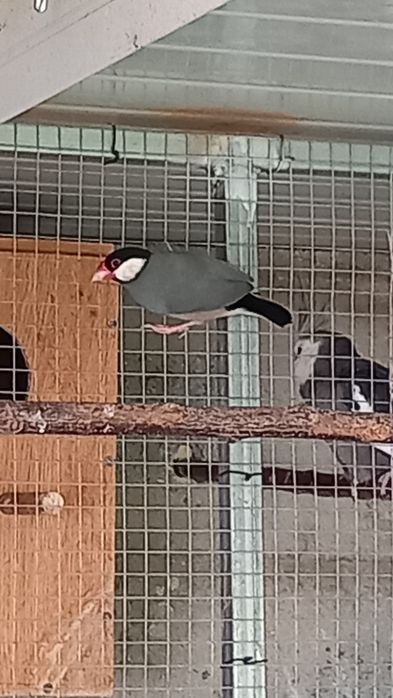 Vendo pardais de java
