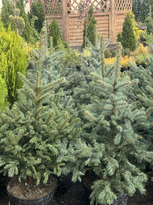Ялинка Кейбаб 100 см.,