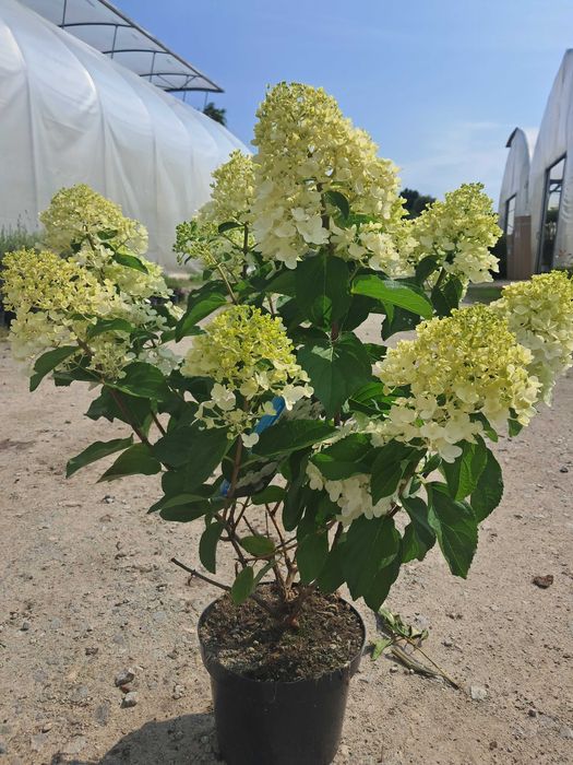 Hortensja bukietowa Silver Dollar/duza sadzonka