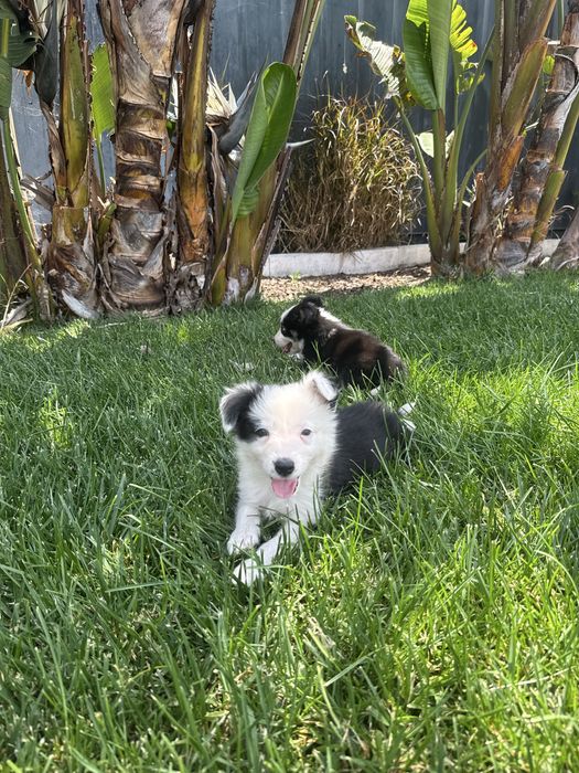 Border Collie Preto e branco machinho