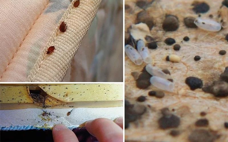 Desinfestacao PERCEVEJO RATOS BARATAS PULGAS TERMITAS