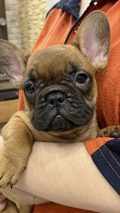 Французький бульдог, КСУ, дівчинка