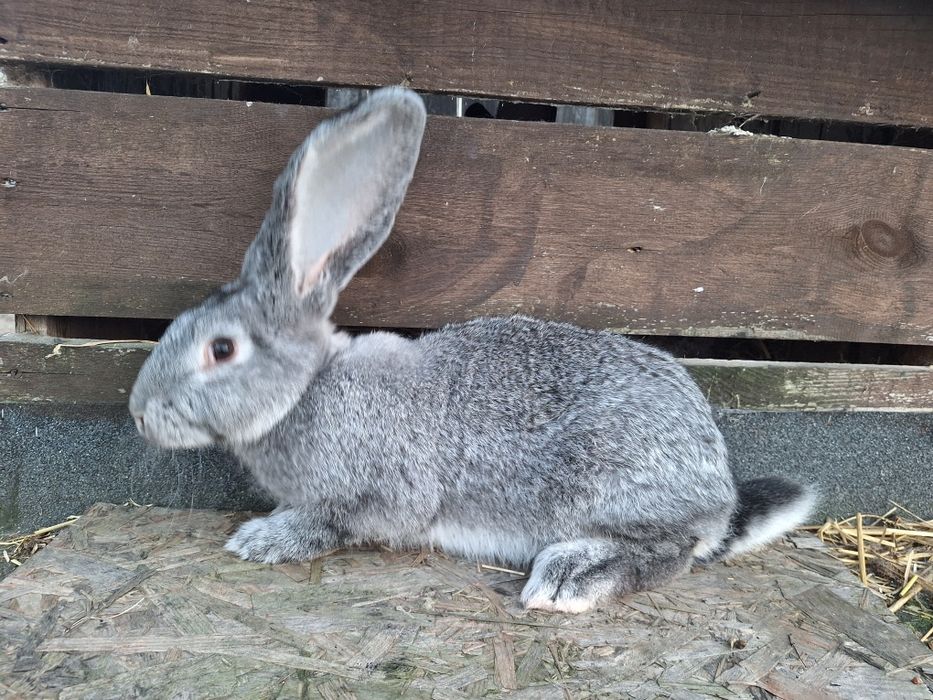 Króliki nowozelandzkie oraz belgiskie olbrzymy szynszylowe