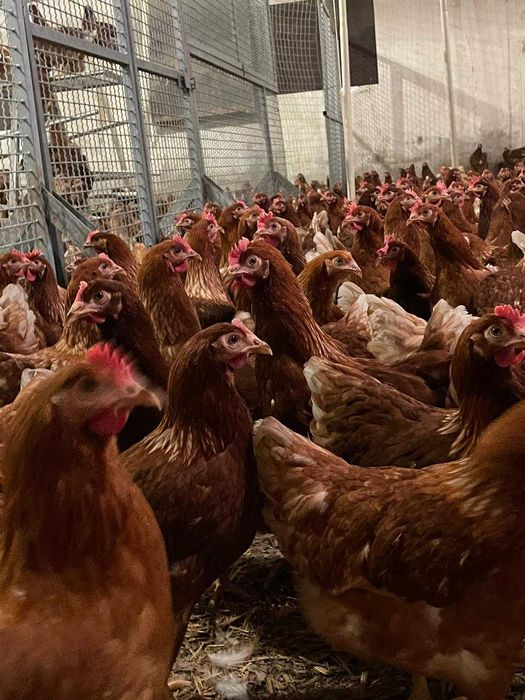 Kury Nioski Z jajkiem.Młode kurki z wolnego wybiegu z dowozem Gratis.