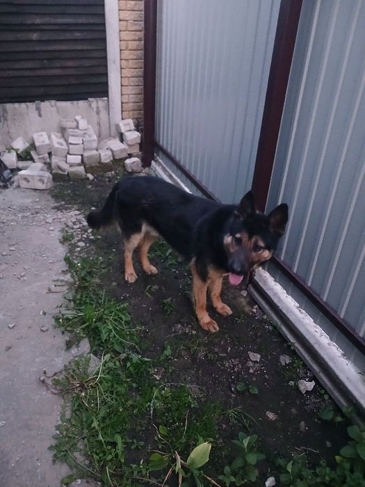 Віддам в добрі руки