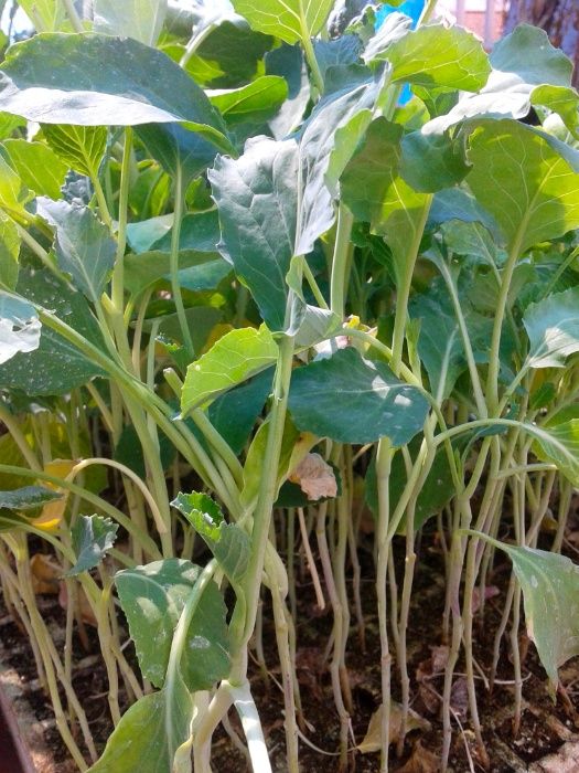 Mudas para horta - alface, couve, beterraba, cebolo, alho-francês, etc