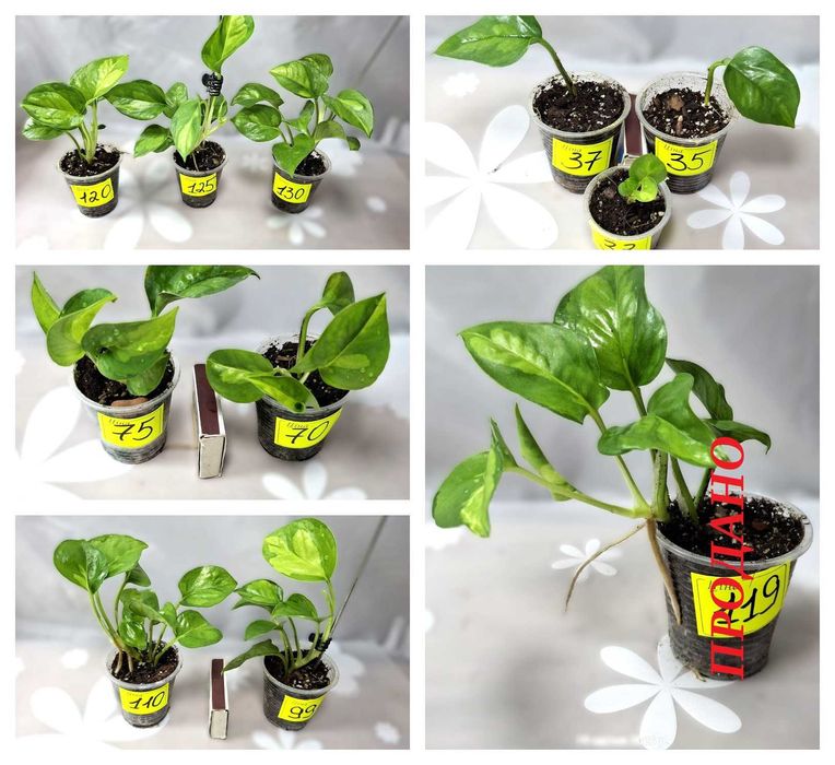 ‼️Колекція епіпремнумів/сциндапсусів