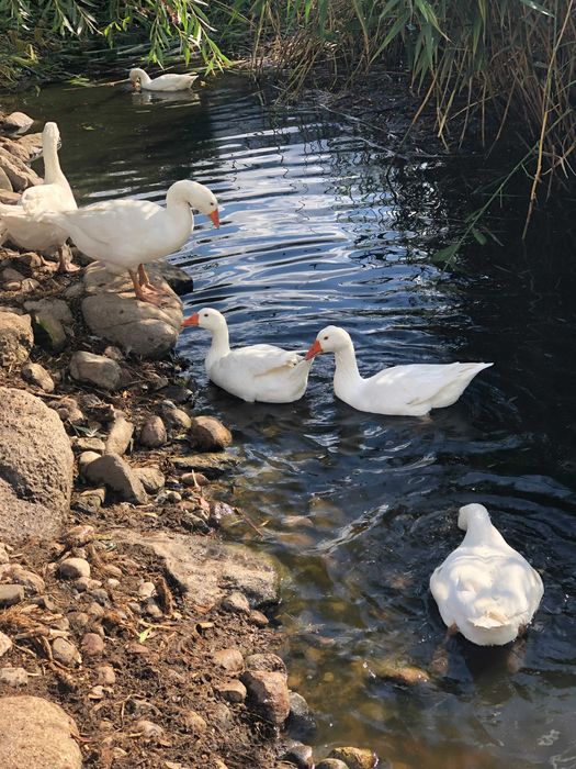 Gęś Kołudzka, tuszka, wysyłka