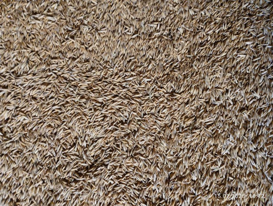 Продам   ячмінь, пшениця, овес