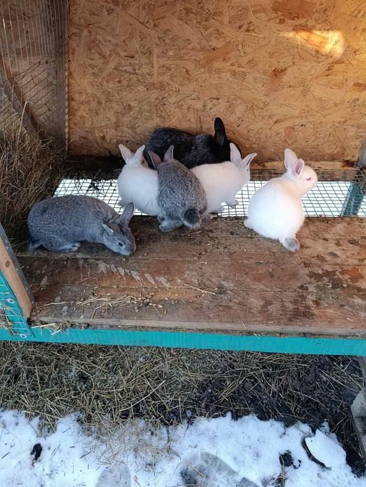 Кролики шиншила-микс Полтавское серебро,