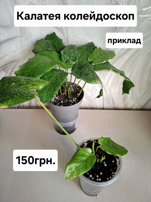 Кімнатні квіти, ціна підписана.