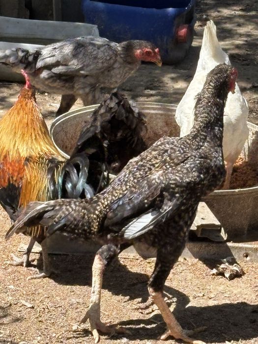 Pintos de varias raças