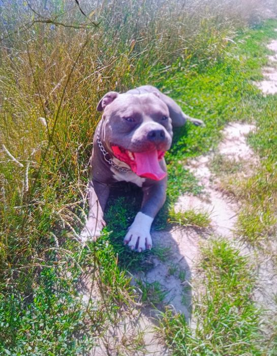 Oddam 2 letniego amstaffa w dobre ręce