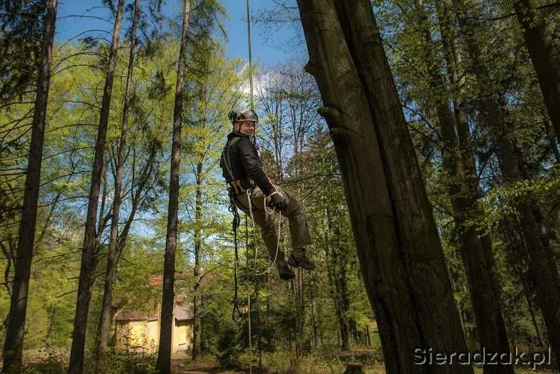 Wycinka drzewi pielęgnacje,prace alpinistyczne.