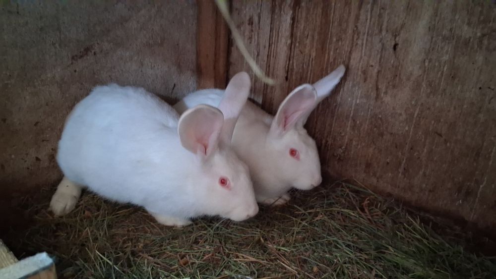 Sprzedam Młode Termondy