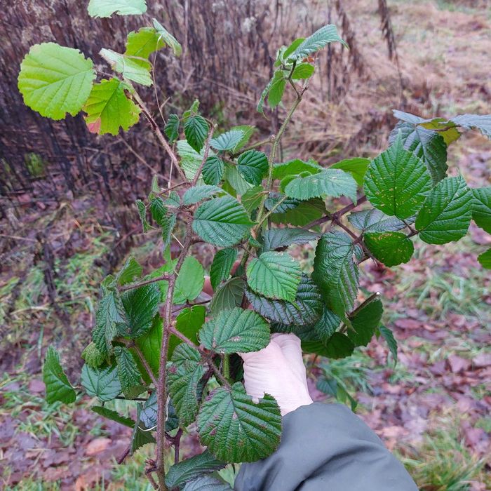 dla p.Patrycji mini paczka zielonych listków