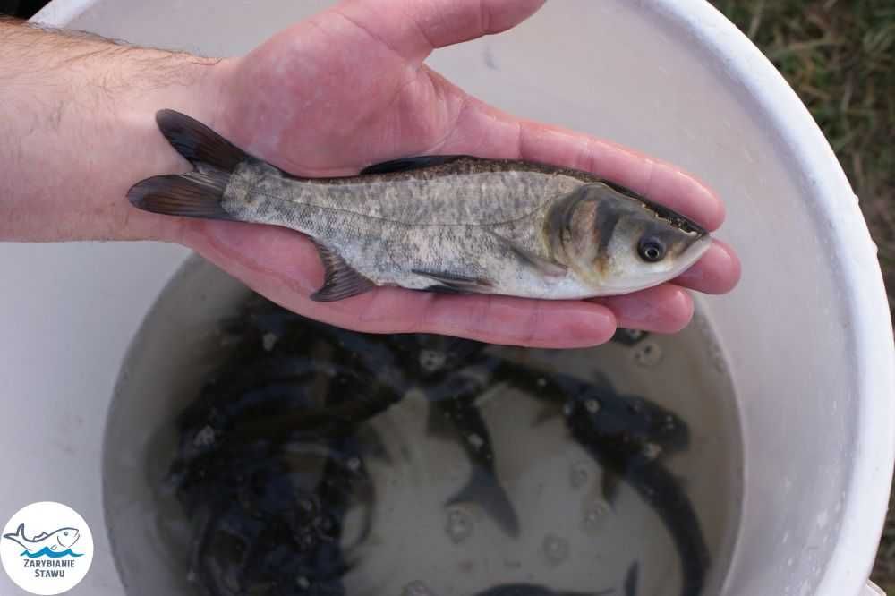 Narybek amura zarybianiestawu
