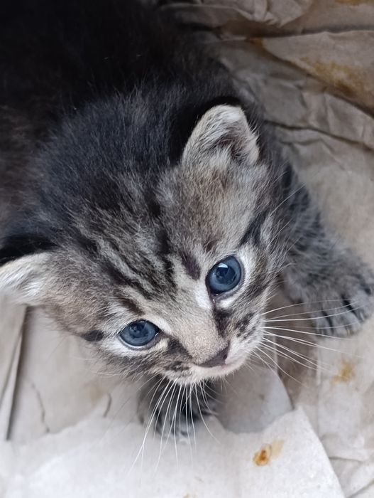 Котики шукають дім