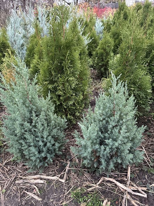 Живці черенки хвойних  укорінення