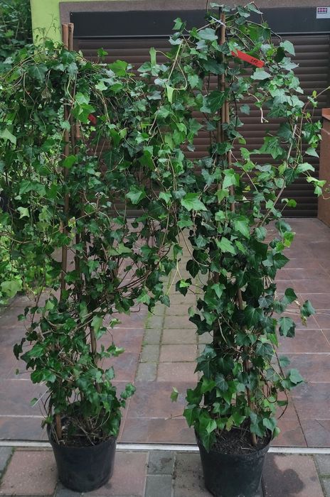Duże bluszcze 200-250cm Hedera Helix