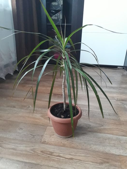 Драцена, ціна за рослину на фото