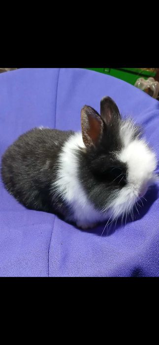 Декоративний карликовий кролик