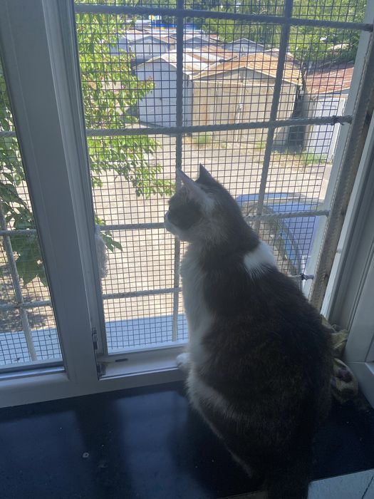 Котик безкоштовно