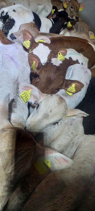 Cieleta miesne Sedziszow