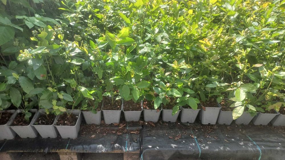 Vende se plantas de mirtilos com frutos (vasos P9)