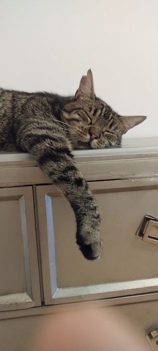 4- latek potrzebuje domu