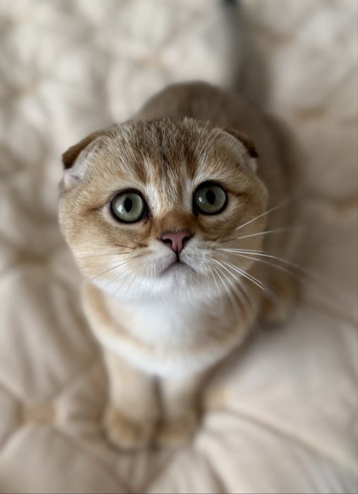 Золотая шиншилла