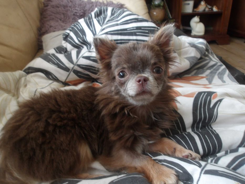 suczka chihuahua z rodowodem