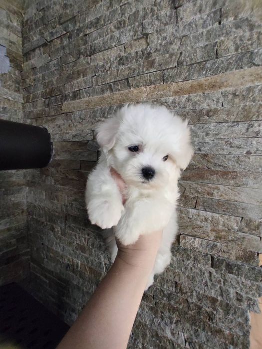 Ласкавий хлопчик КСУ