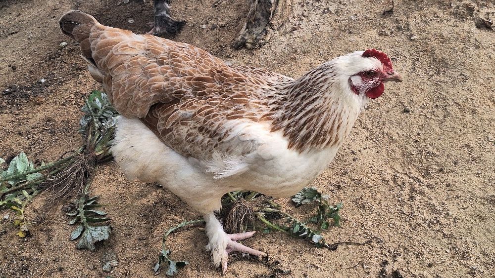 Galinha faverolle pura e outra cruzada