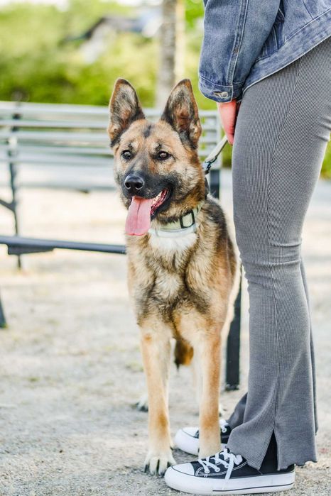 Śliwka wraca z adopcji.. czy musi wrócić do schroniskowego boksu..?
