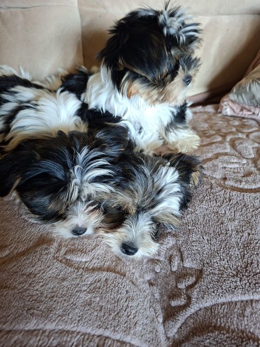 Yorkshire Terrier brewier dziewczynka